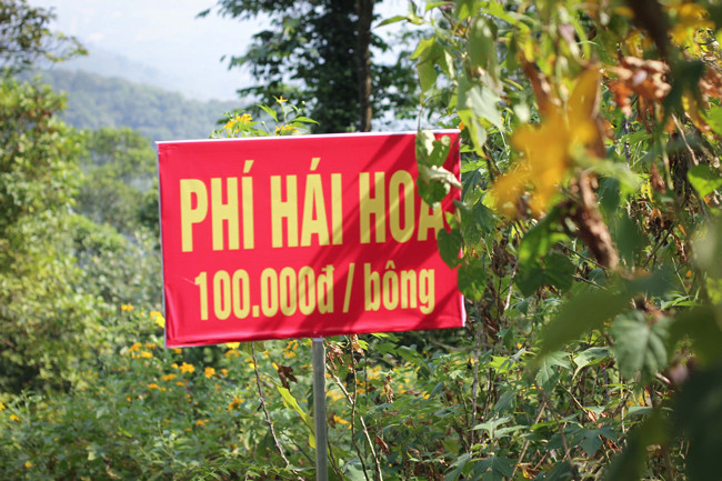Để mọi người giữ vẻ đẹp chung của mùa hoa dã quỳ, nơi đây đã có biển phí hái hoa là 100.000 đồng/bông. "Trước đây, có một du khách đi cùng bạn gái, khi thấy hoa dã quỳ đẹp quá, anh ta liền nói với chúng tôi là anh ta trả 1 triệu đồng để mua 10 bông hoa tặng bạn gái. Nhưng, chúng tôi không thể chấp thuận vì vườn hoa dã quỳ là của chung, nếu ai cũng dùng tiền để mua thì còn gì vẻ đẹp của vườn hoa nữa", một nhân viên hạt kiểm lâm chia sẻ.