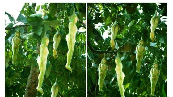 Theo thần thoại này, sau khi Vessantara và vợ mất đi, cây Nariphon vẫn tiếp tục cho ra quả.