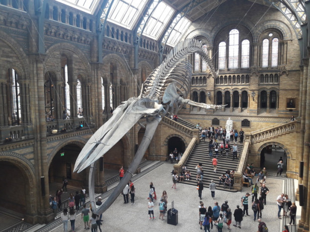 Bộ xương cá voi xanh trong Bảo tàng Lịch sử Tự nhiên ở London.
