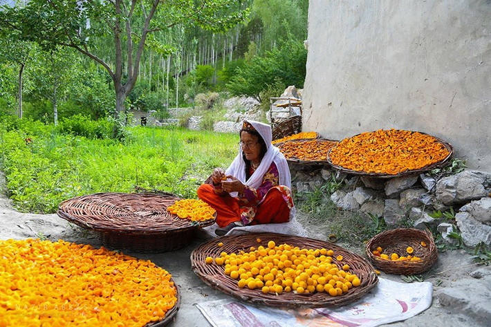 Trong một năm, người Hunza có vài tháng ăn kiêng với mơ và nước từ loại quả này.
