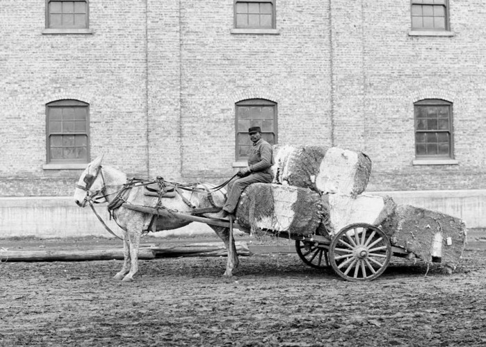 Chiếc xe ngựa chở những bọc bông lớn ở Alabama năm 1902.