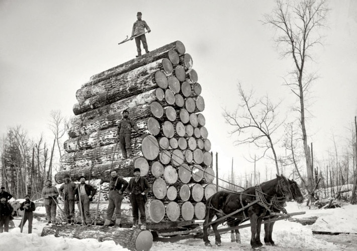 Hai chú ngựa kéo những thân gỗ lớn ở Ewen, bang Michigan năm 1893.
