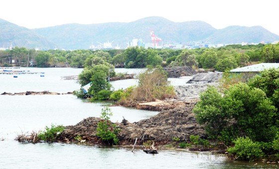 Năm 2019, dự án phát sinh hàng loạt bất cập đe dọa đến cảnh quan sinh thái, đặc biệt ảnh hưởng sinh kế của ngư dân, xâm hại quá mức đến rừng ngập mặn ven đầm Thị Nại. (Ảnh: Sài Gòn Giải Phóng).