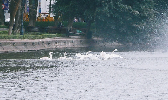 Đàn thiên nga tung tăng bơi lội xung quanh hồ Gươm (Hà Nội). Bây giờ đàn thiên nga vẫn được tạm nuôi trên mặt nước hồ Gươm, bên sườn đền Ngọc Sơn.