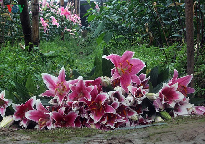 Hoa ly nở quá lứa bị cắt bỏ trên bờ ruộng.