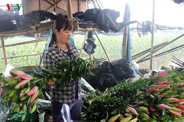 Chị Đỗ Thị Sang chia sẻ, gia đình chị vốn ở Tây Tựu, Từ Liêm, nhưng thuê đất trồng hoa tại đồng Hạ Mỗ, Đan Phượng. Gia đình chị có tổng diện tích 5 sào hoa ly trồng phục vụ Tết, nhưng chỉ có non nửa số này kịp nở dịp Tết, số còn lại bắt đầu nở rộ từ mùng 2 Tết, khiến gia đình chị thiệt hại lớn.