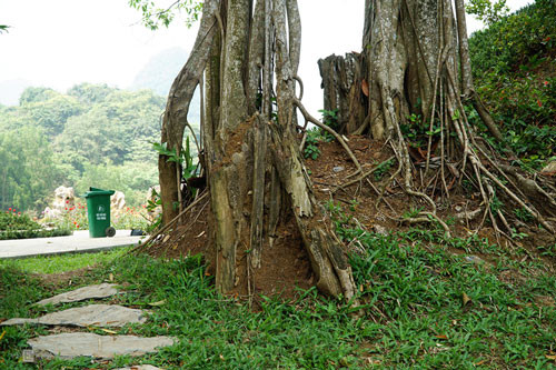Với người dân Hoa Lư, cây đa không chỉ mang ý nghĩa tâm linh mà còn là minh chứng "sống" cho lịch sử của quê hương. Còn đối với du khách, đây là nơi tham quan hấp dẫn và kỳ bí, điểm dừng chân nên ghé đối với ai có dịp đến Ninh Bình.