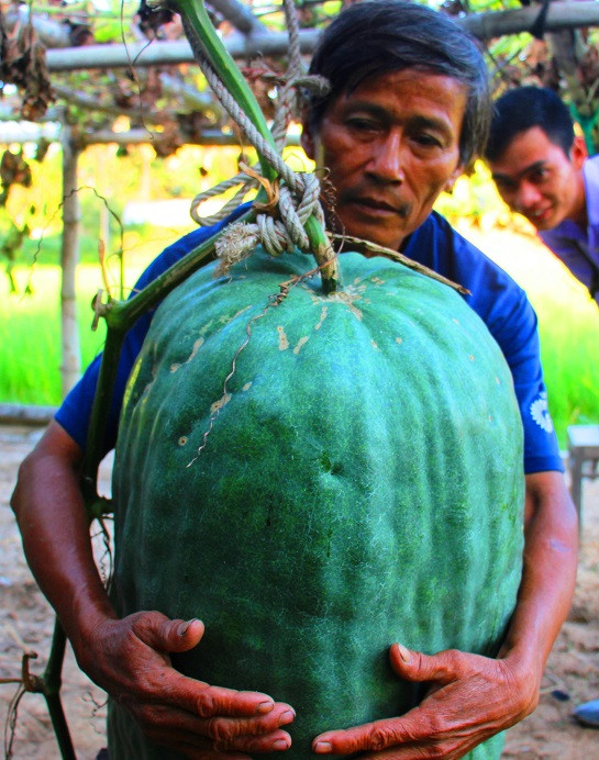 Nhiều năm qua, bí đao khổng lồ có trọng lượng trung bình 60kg/ quả, có quả nặng gần 100kg, được trồng nhiều ở làng Chánh Trạch 1 và Chánh Trạch 2 (xã Mỹ Thọ) với 60 hộ tham gia như nghề truyền thống.