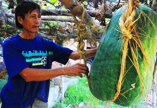 Nông dân Trương Thị Phương (thôn Chánh Trạch 1), cho biết: “Vì sao tại đây trồng được bí đao to như vậy, chúng tôi vẫn chưa tìm ra nguyên nhân nhưng tôi chắc chắn hiếm nơi nào có thể trồng được. Có lẽ, đây là đặc ân mà ông trời dành cho người dân ở làng. Thực tế, khi chứng kiến bí đao khủng, nhiều người rất thích và họ xin hạt của làng về nơi khác để trồng nhưng trái không to”.