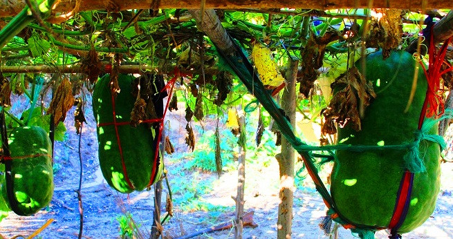 Theo nhiều người dân, giống bí đao này đã có từ lâu đời và để có loại nông sản đặc hữu này cũng nhờ vùng đất với thổ nhưỡng kỳ lạ tạo nên, không nơi nào có được. Tại đây, ba bề núi bao bọc, hướng mặt ra biển, đặc biệt bên dưới có được mạch nước ngầm tốt.