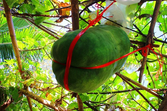 Điều kiện, bắt buộc để tạo bí đao “khổng lồ” là mỗi dây chỉ để duy nhất 1 trái và “thúc” chúng lớn bằng cách đầu tư mạnh chất dinh dưỡng có sẵn từ địa phương như phân chuồng, xác bánh dầu (xác ép dầu phộng)…trong vòng khoảng 5 tháng.