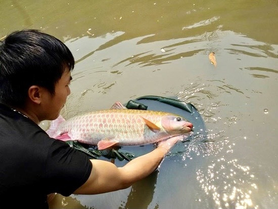 Cá Bỗng: Có tên khoa học là Spinibarbus denticulatus, thuộc họ cá chép. Loại cá này sinh sống tại ba nước Việt Nam, Lào, Trung Quốc. Ở Việt Nam, loài cá này xuất hiện ở sông Hồng, sông Lam, sông Thu Bồn.