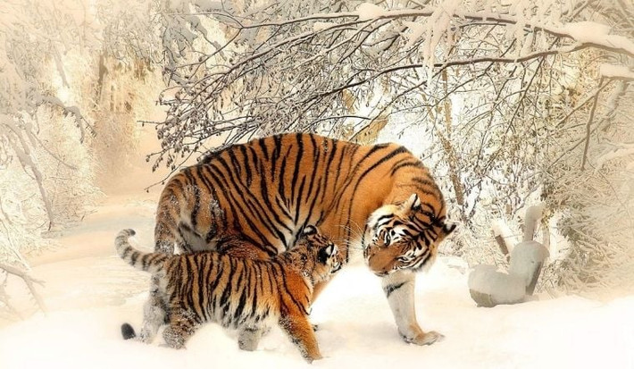 Nhờ có tinh thần đồng đội tốt mà con giáp này không chỉ một mình đạt thành tích cao trong công việc mà còn cùng kéo những người khác cùng tiến bộ, đồng thời nhờ sự giúp đỡ của đồng nghiệp mà công việc của họ lại càng tốt hơn.