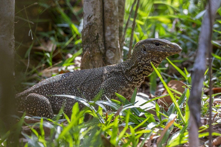 Kỳ đà vân (Varanus bengalensis) dài 1,7 mét, phân bố rộng rãi ở khu vực Đông Nam Á và tiểu lục địa Ấn Độ. Con non của chúng chủ yếu ăn thực vật, trong khi con trưởng thành săn côn trùng, động vật có xương sống nhỏ và trứng chim.