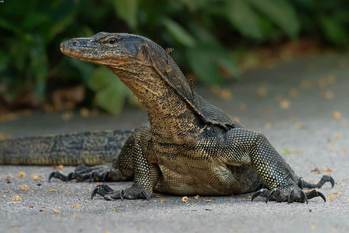 Kỳ đà hoa (Varanus salvator) hay kỳ đà nước dài 2 mét, sống trong rừng mưa và các sinh cảnh ẩm ướt ở Nam Á, thường cư trú gần nguồn nước.