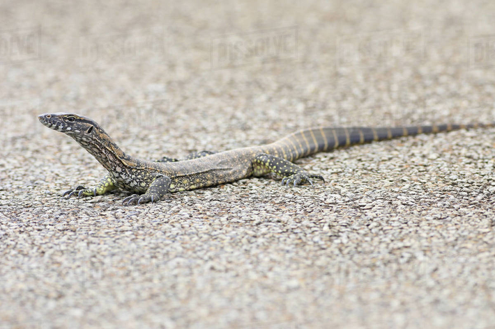 Kỳ đà thạch nam (Varanus rosenbergi) dài 1,5 mét, phân bố gần bờ biển phía Nam Australia. Loài kỳ đà này đào bới rất khỏe. Nhanh nhẹn và dẻo dai, chúng có thể săn những con mồi khá lớn.