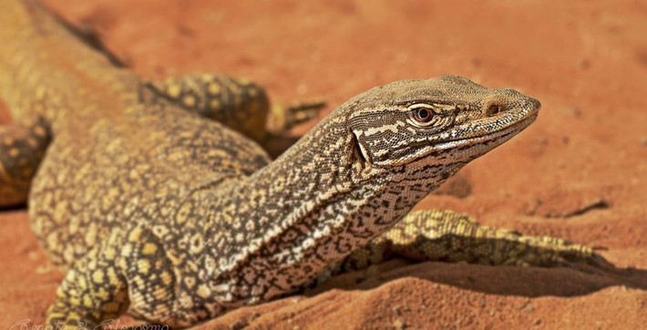 Kỳ đà cát (Varanus gouldii) dài 1,4 mét, sống ở các khu rừng thưa hay đồng cỏ khắp Australia. Chúng thường săn đuổi bất cứ động vật nào nhỏ hơn mình.