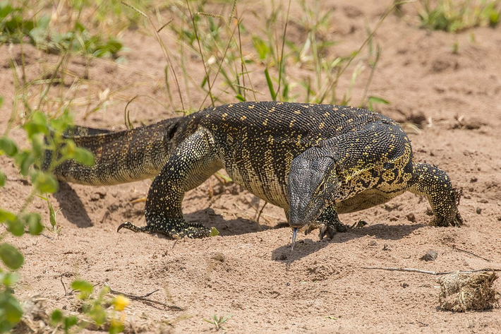 Kỳ đà sông Nile (Varanus niloticus) dài 2 mét, là loài bò sát lớn thứ hai châu Phi, chỉ sau cá sấu. Chúng ăn cả xác thối bên cạnh các loại thức ăn thông thường của kỳ đà. Loài này có thể nặng đến 18-20 kg.