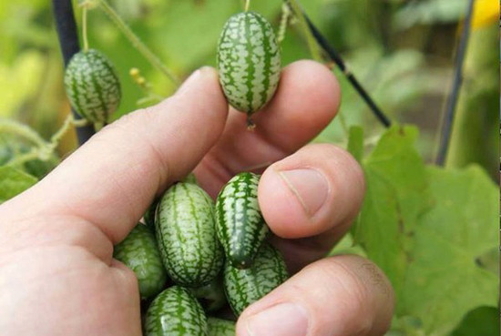 Tuy không còn xa lạ với châu Âu nhưng giống dưa hấu tí hon mới được du nhập vào Việt Nam thời gian ngắn gần đây. Phần ruột của quả dưa này không có màu đỏ mà là màu xanh nhạt, nhỏ bằng đầu ngón tay, ăn giòn mát như dưa chuột. Các chị em hiện rất ưa thích dùng loại dưa hấu thu nhỏ này để làm các món salad, rau trộn, vừa ngon miệng vừa đẹp da. Tuy nhiên giá của loại quả này không hề rẻ chút nào, dao động từ 1,3 - 1,5 triệu đồng/kg.
