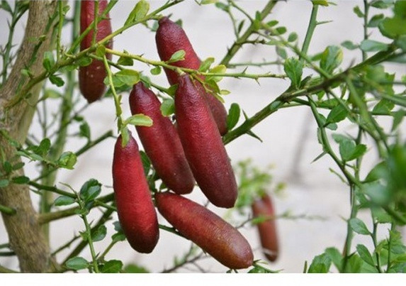 Chanh ngón tay đã được những người thổ dân Aborigine ở Úc trồng cách đây mấy trăm năm. Nhờ có giá trị kinh tế cao, giống chanh này ngày càng được nhân rộng hơn. Cây chanh ngón tay cao từ 2 -10 m, lá rất nhỏ, nhánh có nhiều gai. Cây có thể trồng bằng hạt hoặc chiết, ghép. Người dân Úc thường dùng gốc ghép của cây cam Troyer citrange với giống chanh ngón tay để cây phát triển nhanh và cho trái ngon hơn. Dù giá chanh ngón tay lên đến hơn 3,5 triệu đồng/kg,song giới nhà giàu Việt vẫn mê mẩn, tranh nhau đặt mua. Hiện cây giống có giá khoảng 400.000 đồng/cây.
