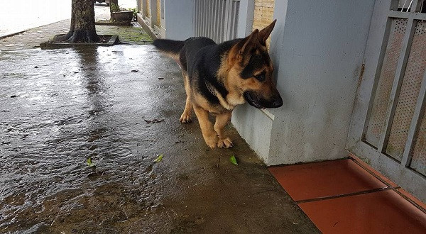 Tuy chê và ví von rất nhiều về ngoại hình của chú, từ ‘mặt phụ huynh thân hình học sinh', ‘nhìn chân là biết không bao giờ với tới cuộc thi hoa hậu rồi', cư dân mạng vẫn thấy chú chó đáng yêu.