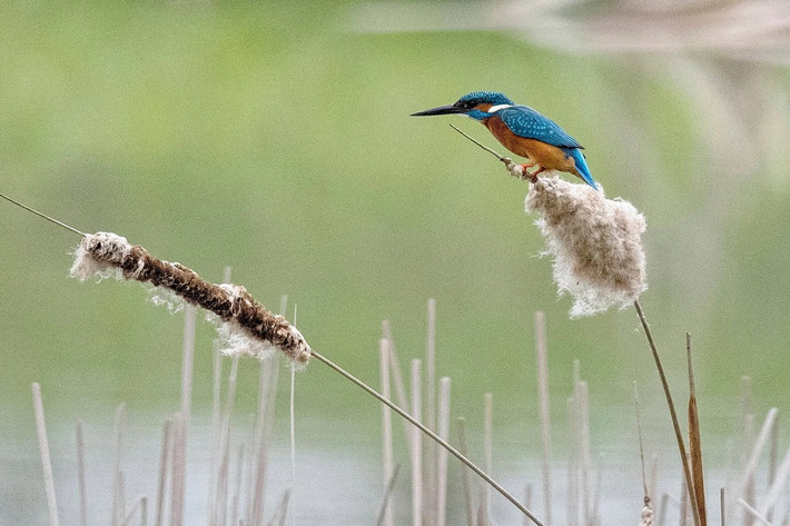 Một con chim bói cá (Alcedo atthis) đậu trên cây sậy ở Hołubla, đông nam Ba Lan. (Ảnh: Darek Delmanowicz/EPA)