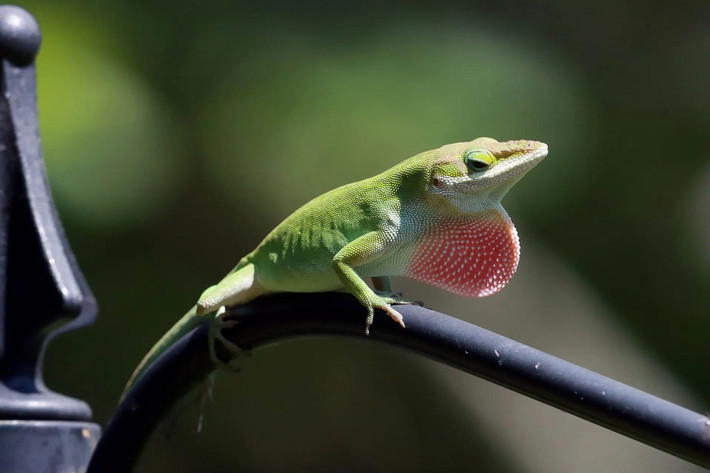 Một con thằn lằn anole xanh lá được nhìn thấy trong một sân sau nhà ở Cary, bang Bắc Carolina, Mỹ. (Ảnh: Zuma Press/Alamy Live News)
