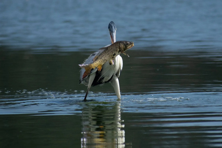 Một con diệc bắt được một con cá chép ở hồ Peñuelas, Chile. (Ảnh: Matias Basualdo/Zuma Press Wire/Rex/Shutterstock)