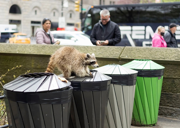 Một con gấu mèo hoang dã ăn thức ăn lấy từ thùng rác ở quận Manhattan, New York City, Mỹ. (Ảnh: Justin Lane/EPA)