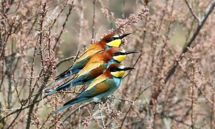 Ba chú trảu châu Âu (Merops apiaster) đậu trong bụi cây ở Edirne, Thổ Nhĩ Kỳ. (Ảnh: Anadolu Agency/Getty Images)