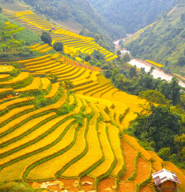 Ngoài Mù Cang Chải, Chiang Mai của Thái Lan cũng là đại diện của Đông Nam Á góp mặt trong danh sách cùng với nhiều điểm đến khác từ khu vực châu Âu. Mùa vàng về trên Mù Cang Chải. (Ảnh: Theleader)