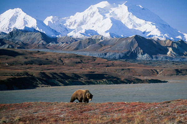 4. Vườn Quốc gia Denali: Công viên Vườn Quốc gia Denali nổi tiếng có những con gấu khổng lồ và bạn đừng bao giờ đi bộ một mình và tránh xa những con gấu mẹ và đàn con của chúng. Có vài trường hợp tử vong gần đây là do nạn nhân tiếp cận gần và đòi chụp ảnh với gấu và cuối cùng là bị nó tấn công.