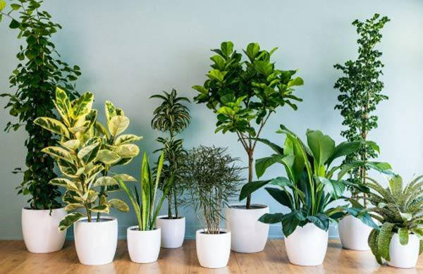 Cây xanh. Trong phong thủy thì cây xanh tượng trưng cho sự phát triển, sức sống dồi dào. Nếu thiết kế cây xanh ở lối vào nhà không chỉ giúp không gian thêm sinh động mà còn giúp thu hút may mắn, tài lộc.