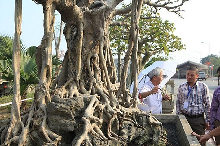 Theo ông Lộc, cây đa cổ trước đây thuộc sở hữu của một dòng họ ở Thanh Hóa, được truyền lại từ đời này, sang đời khác và được xem như báu vật. Để mua được “siêu cây” này, ông Lộc cũng phải mất nhiều thời gian đeo đuổi, ngã giá. (Ảnh: Dân Việt)