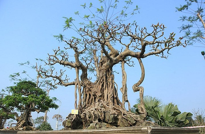 Cây đa cổ thụ có tuổi đời hàng trăm năm thuộc sở hữu của ông Nguyễn Văn Lộc (Đông Mỹ, Thanh Trì, Hà Nội). Theo ông Lộc, cây có tên là “đa phúc, đa tài, đa phú quý” và là một trong những cây đa cổ ít ỏi, quý hiếm sở hữu hình dáng độc đáo, tuổi đời lâu năm. (Ảnh: Dân Việt)