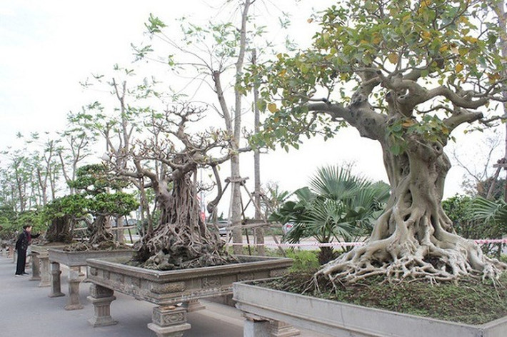 Hiện tại, cây đa cổ thụ này đang được trưng bày tại Triển lãm Sinh vật cảnh huyện Quốc Oai (Ảnh: Dân trí)