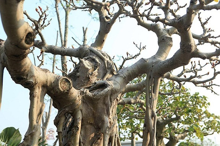 Để cây đẹp hoàn hảo, ông Lộc đã mất rất nhiều thời gian, đục, uốn nắn sao cho dáng cây nhìn ưng mắt nhất… (Ảnh: Dân Việt)