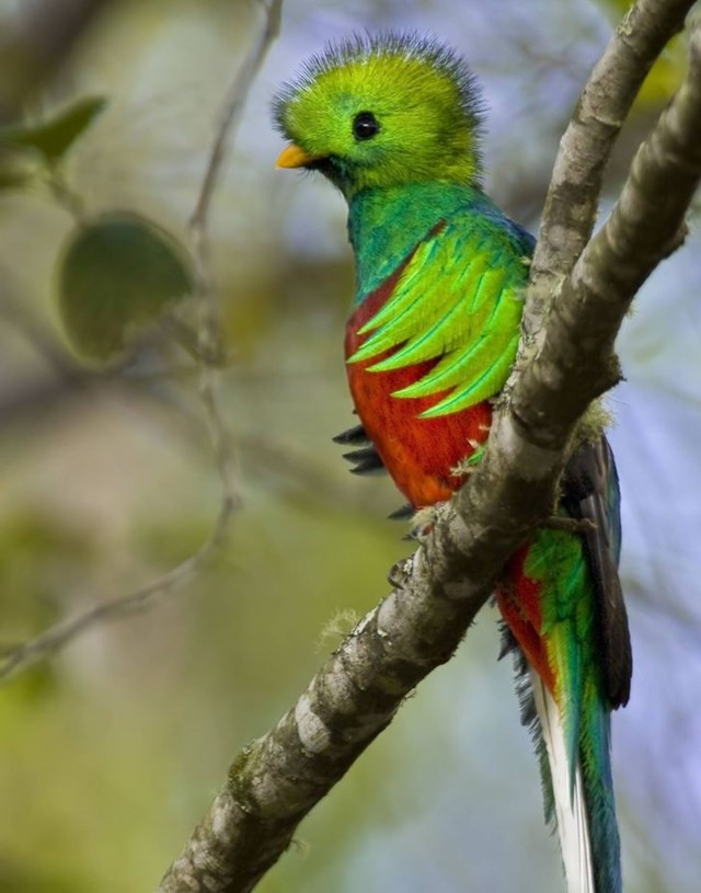 11. Con chim này là một quetzal. Nó được liệt kê trong Sách Đỏ Quốc tế, nhưng con người đang chặt phá các khu rừng nhiệt đới, và đây là môi trường sống duy nhất của chúng. Vì vậy, nó đáng xem xét các biện pháp bảo mật bổ sung.