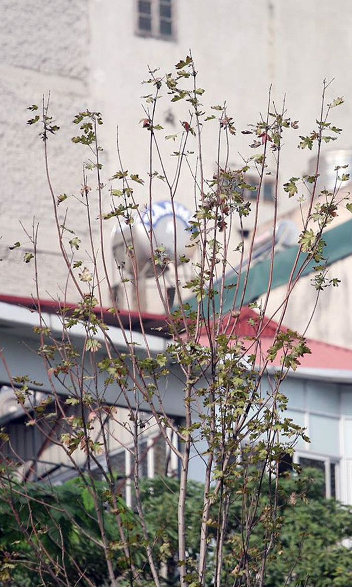 Hàng phong vẫn không chuyển màu đỏ, ngược lại lá của cây vẫn xanh và càng ngày càng trở nên héo úa.