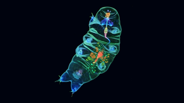 Trong điều kiện khô cằn, tardigrades ngủ đông. Dưới áp lực cực lớn, tardigrades sử dụng cấu trúc cơ thể dẻo dai của mình để chống lại tác động của áp lực bên ngoài.