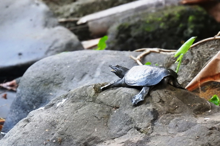 Ba ba trơn (Pelodiscus sinensis). Họ: Ba ba (Trionychidae). Kích thước: Dài 45 cm. Khu vực phân bố: Phân bố rộng từ đồng bằng đến miền núi trên cả nước. Tình trạng: Sắp nguy cấp (Sách Đỏ IUCN).