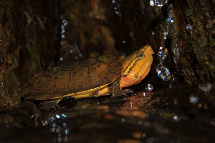 Rùa đầu to (Platysternon megacephalum). Họ: Rùa đầu to (Platysternidae). Kích thước: Dài 25 cm. Khu vực phân bố: Hà Giang, Cao Bằng, Lào Cai, Lai Châu, Tuyên Quang, Bắc Kạn, Thái Nguyên, Lạng Sơn, Sơn La, Thanh Hoá, Nghệ An, Hà Tĩnh, Quảng Trị, Thừa Thiên Huế, Quảng Nam, Kon Tum, Gia Lai. Tình trạng: Nguy cấp (Sách Đỏ IUCN).