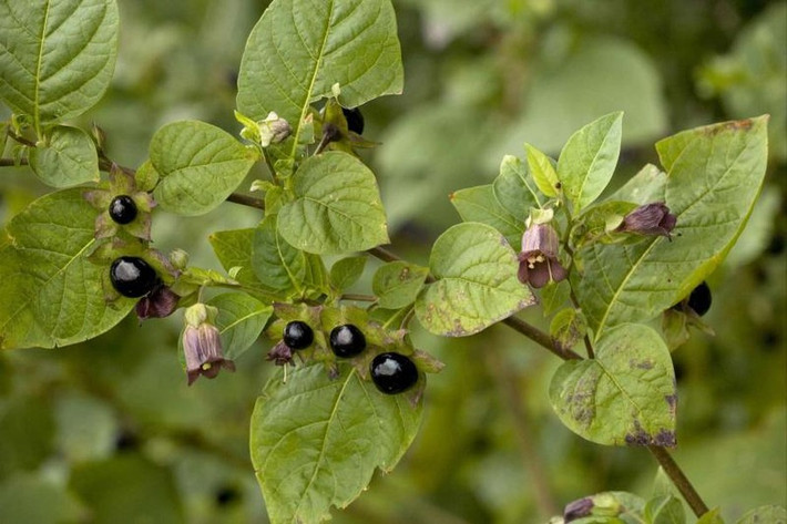 Cây cà độc dược Atropa belladonna cho ra những bông hoa màu tím dịu dàng và những quả đen bóng rất đẹp mắt. Tất cả các bộ phận của loài cây này đều chứa độc trong đó bộ phận độc nhất là gốc.