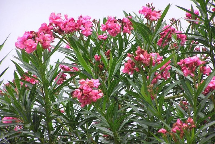 Cây trúc đào là loài cây độc nhất trên thế giới, với nhiều loại chất độc ngầm trên các phần của cây. Oleandrin và neriine là hai loại chất độc mạnh có ảnh hưởng trực tiếp lên tim.