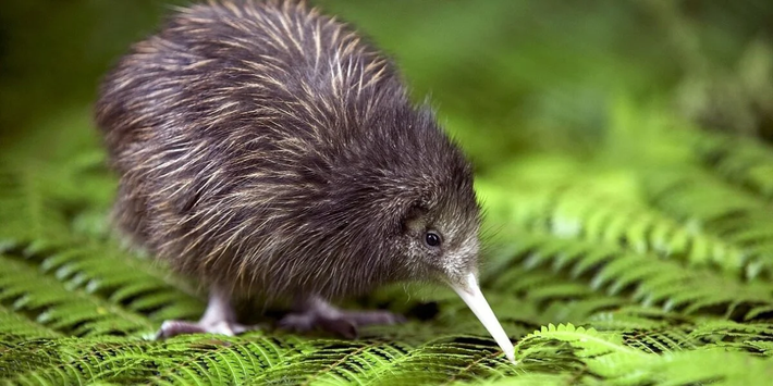Mỏ của chim Kiwi không chỉ là một phiên bản rất nhọn của mũi. Nó cũng là một máy dò rung. Kiwi có các hố cảm giác ở đầu mỏ, cho phép chúng cảm nhận được con mồi đang di chuyển dưới lòng đất. Kiwi thậm chí có thể thực hiện động tác trồng cây chuối bằng đầu trên mỏ của mình.