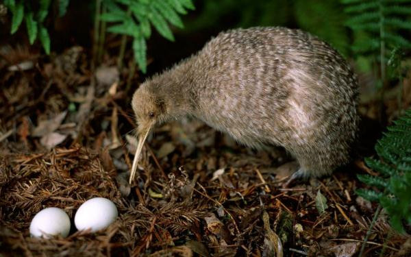 Ngoài ra, khứu giác của chim Kiwi còn giúp chúng định hướng trong môi trường rừng phức tạp, tìm bạn tình, tránh những kẻ săn mồi tiềm năng.