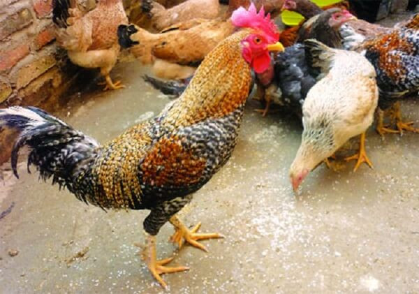 Gà chín cựa thực chất là tên mà người dân hay dùng để chỉ giống gà nhiều cựa. Đây là loại gà có nguồn gốc từ gà rừng, được người dân tộc Dao và Mường ở Phú Thọ bắt về nuôi từ lâu.