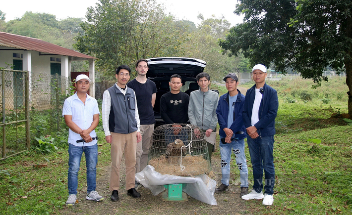 Ngày 13/3, Trung tâm Cứu hộ, Bảo tồn và Phát triển sinh vật (Vườn quốc gia Cúc Phương), tiếp nhận cá thể chim đại bàng đầu nâu từ một người dân tỉnh Bắc Giang.