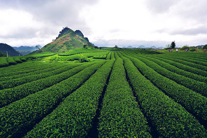 Cao nguyên Mộc Châu thuộc huyện Mộc Châu (Sơn La), cao hơn 1.000 mét so với mực nước biển nên có khí hậu quanh năm mát mẻ, dễ chăn nuôi bò sữa và các loài cây như: chè, đào, mận, và đặc biệt có mùa cải trắng, dã quỳ vàng hút hồn du khách gần xa.