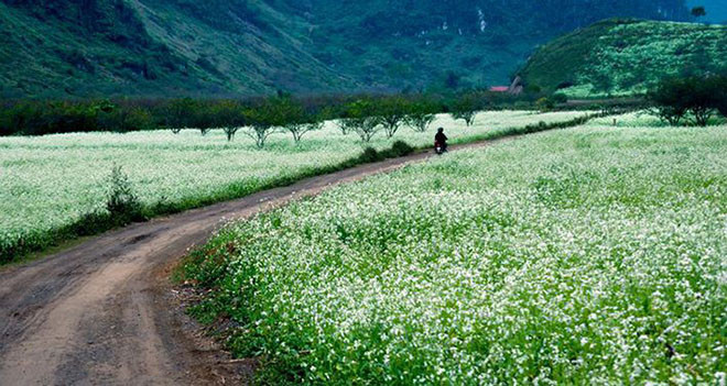 Ở vị trí không quá xa Hà Nội (cách 200 km), nơi đây là điểm phượt ưa thích của giới trẻ vì có thể đi, về trong 2 ngày cuối tuần. Khi bạn tới với Mộc Châu không chỉ được chiêm ngưỡng vẻ đẹp thiên nhiên trùng điệp, hoa nở bốn mùa mà còn được thưởng thức các đặc sản của người dân tộc miền núi như bê chao, cá suối, cải mèo ngon khó cưỡng.